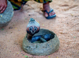 Ahimsa: Die Kraft der Gewaltlosigkeit im Yoga & Alltag