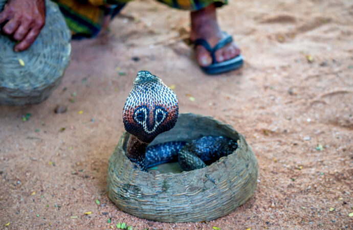 Ahimsa: Die Kraft der Gewaltlosigkeit im Yoga & Alltag