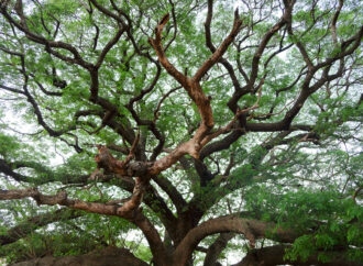 Santosha: Die Kunst der Zufriedenheit im Yoga & Alltag