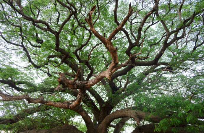 Santosha: Die Kunst der Zufriedenheit im Yoga & Alltag