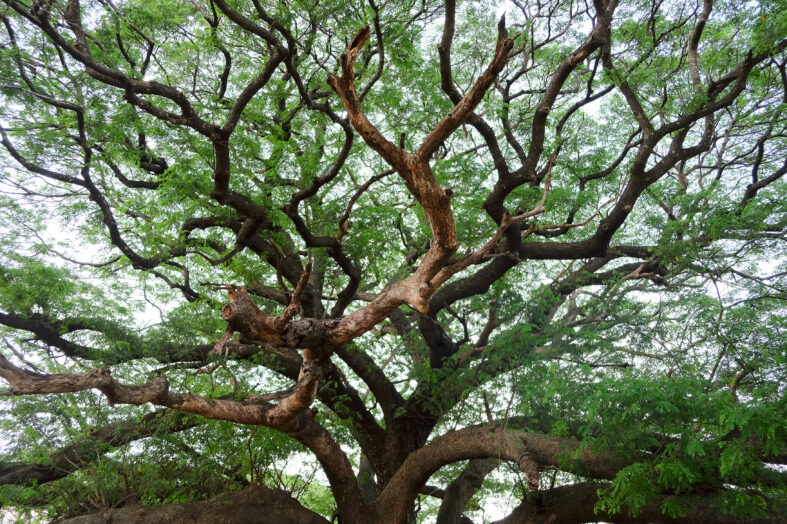 Santosha: Die Kunst der Zufriedenheit im Yoga & Alltag